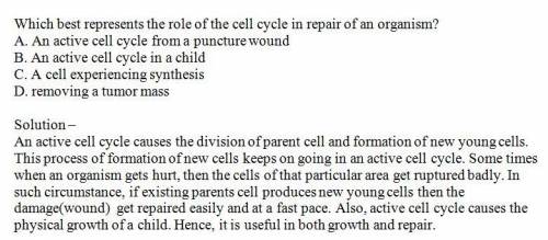 Which best represents the role of the cell cycle in repair of an organism