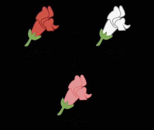 If a dominant flower is red and a recessive is white, what would the heterozygote be if the flower d