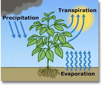 Transpiration in plants requires all of the following except:  a. adhesion of water molecules to cel