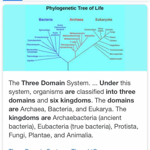 How do the 6 kingdom fit into only 3 domains?