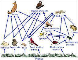 Explain how both predators and prey can be carnivores, omnivores, or herbivores