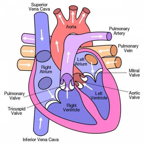 Use the diagram of the anatomy of the heart below to explain how and why deoxygenated blood is pumpe