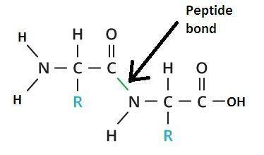Bonds between amino acids are what type of bonds?  covalent peptide hydrogen ionic