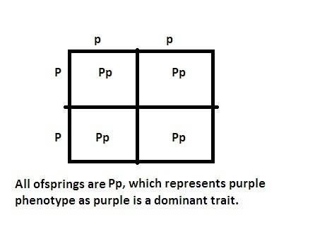 If purple flower color is dominant and red flower color recessive, how many phenotypes are possible