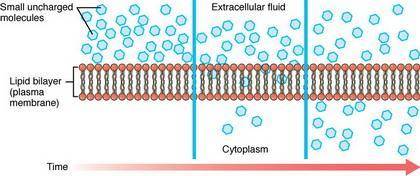 Which of the following should pass most easily through the plasma membrane?   a. a protein  b. a sma