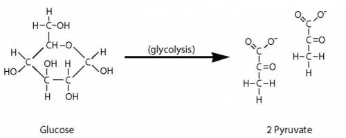Use models photosynthesis usually produces glucose (c6h12o6) as a final product. what are the source