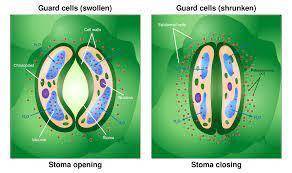 The purpose of guard cells around stomata is