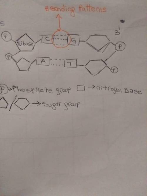 Draw the structures of the two deoxyribonucleotidesbase pairs, c-g, and a-t. draw c and a on the lef