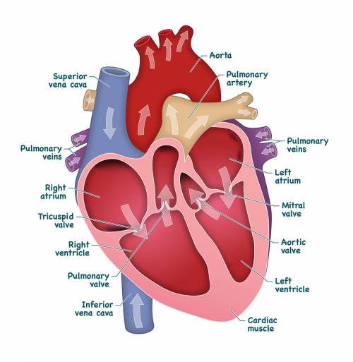 Draw a heart. label the chambers and draw arrows to show the flow of blood through the heart.