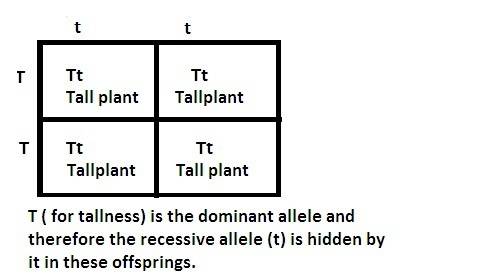 What happened in mendel’s experiments when a pea plant received two different alleles for the same t