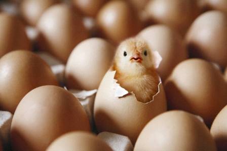 Which came first:  the chicken, or the egg?