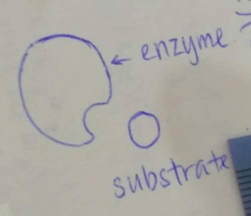 Why do enzymes generally only bind to one type of substrate?