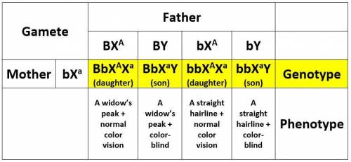Red-green color blindness is due to an x-linked recessive allele in humans. a widow’s peak (a hairli