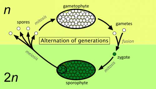 In a plant's life cycle, the diploid stage is known as a. alternation of generations.  b. n phase.