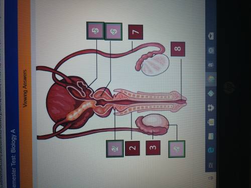 Identify the major structures of the male reproductive system that produce the different components