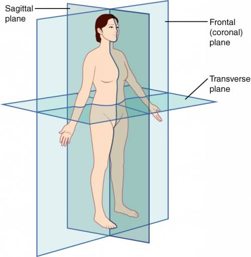 The anatomical plane that separates the anterior and posterior portion of the body is know as the