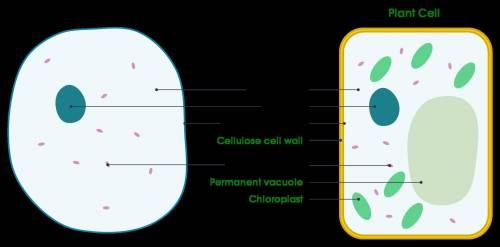 Which structures are in the cytoplasm?  check all that apply. cell membrane chloroplasts endoplasmic