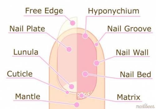 Match the structure of the nail with its description or function 1. narrow band of epidermis extendi