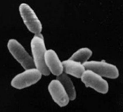 Kingdom archaebacteria includes many types of bacteria. which organisms are found in kingdom archaeb