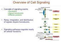 Cell signaling involves converting extracellular signals to specific responses inside the target cel