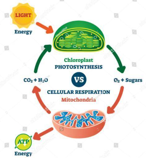 Which of the following best describes the overall purpose of cellular respiration?