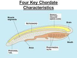 Lancelets display how many of the four major characteristics of the phylum chordata?