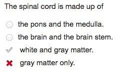 The spinal cord is made up of  a) the pons and the medulla.  b) the brain and the brain stem.  c) wh