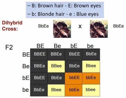 Which genotype below represents a dihybrid individual?  bbee bbee bbee bbee