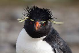 The difference between little blue penguin and rockhopper penguin