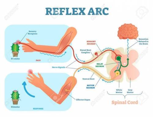 With a suitable diagram explain reflex action and reflex arc