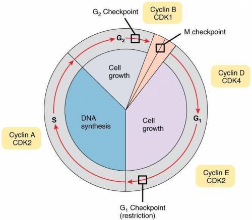 46) all cell cycle checkpoints are similar in which way? ;  a) they respond to the same cyclins.;  b