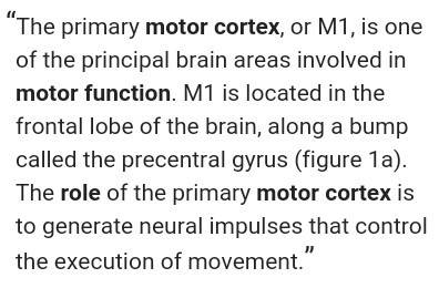 What's the function of the motor cortex and the sensory cortex of the human brain.?