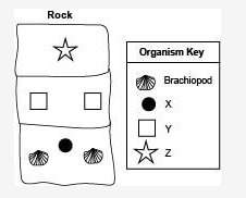 Plz ! will fan and like: ) the diagram below shows the layers in a rock having a brachiopod: which