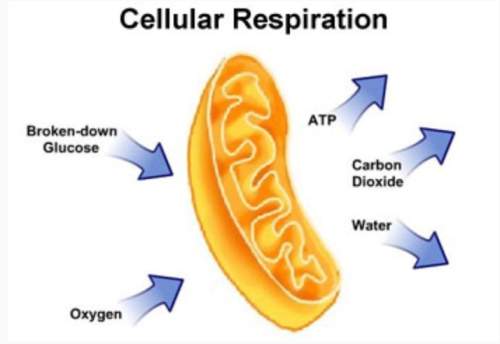 Which part of the cell does this illustration represent?