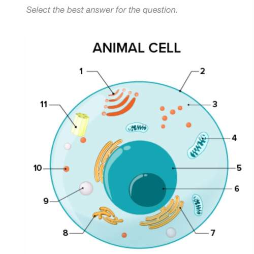 3. what part of the cell does 4 represent? a. cytoplasm b. smooth endoplasmic reticulum c. rough e