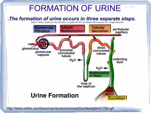 Place the regions of the nephron in the correct order for the process of urine formation. a:  capsul