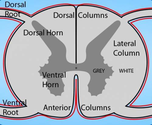 The gray matter in the spinal cord is located in the  , and its shape resembles a letter h, or a but
