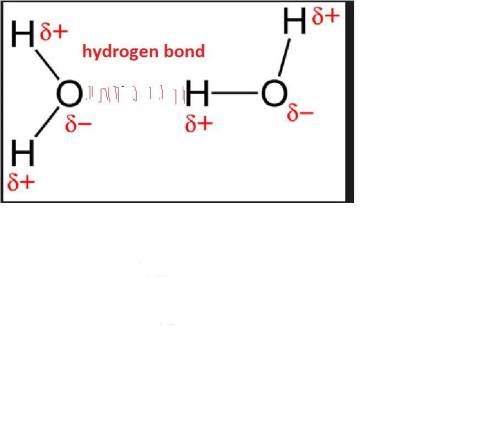Which of the following best explains how hydrogen bonding affects the heat of vaporization for water