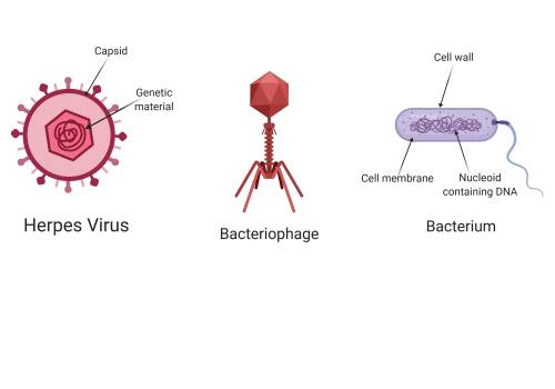 How are viruses different from bacteria