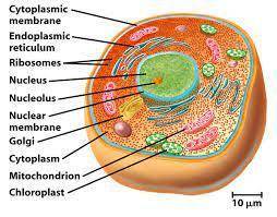 Where in eukaryotic cells does protein synthesis take place?  a. ribosomes b. endoplasmic reticulum
