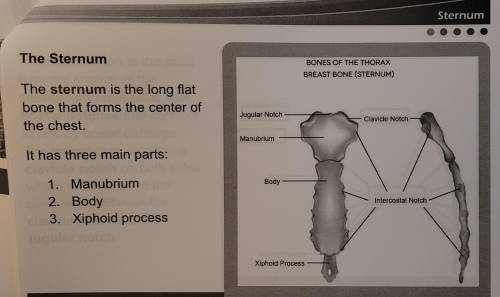 List the three parts of the sternum from superior to inferior