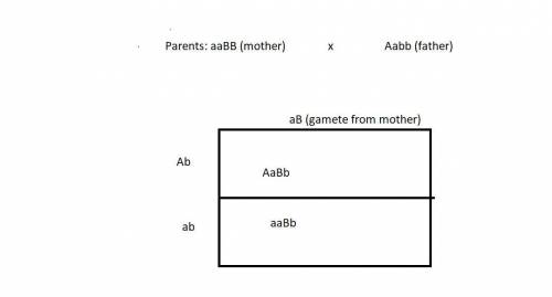 Two genes assort independently. a prospective mother is homozygous recessive for gene a and homozy