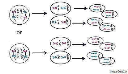 Will brainliest genetic variation occurs through genetic recombination. 2 different methods of genet