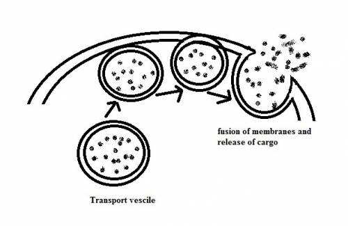 In exocytosis, the membrane package fuses with   the nucleus the cell membrane a transport protein