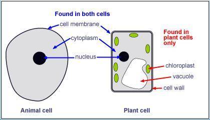 Plant and animal cells are both eakaryetic cells and have many cell organisms in common. however the