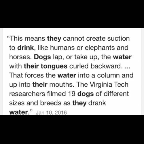 Why do dogs curl their tongue when they drink water? ?