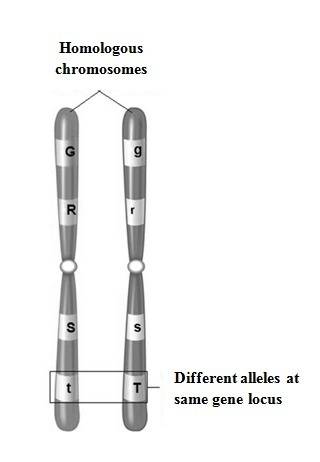 How can the two chromosomes that make up a homologous pair differ?  they can contain different allel
