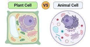 How can you tell the difference between a typical plant cell and a typical animal cell?