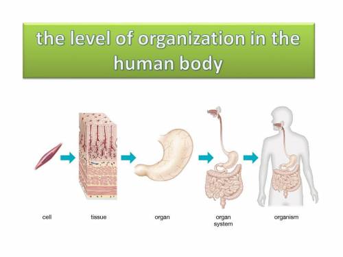An individual living entity is referred to as what a:  cell b:  organism c:  organ d:  tissue