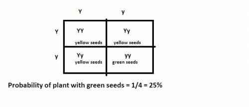 In pea plants, yellow (y) seed color is a dominant trait, and green seed color (y) is a recessive tr